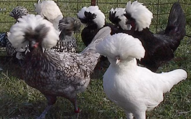 Ngoài ra, giống gà mào sư tử Ba Lan cũng rất được ưa chuộng trên thị trường. Giống gà này có nguồn gốc từ Hà Lan và phổ biến ở châu Âu. Ảnh: VOV