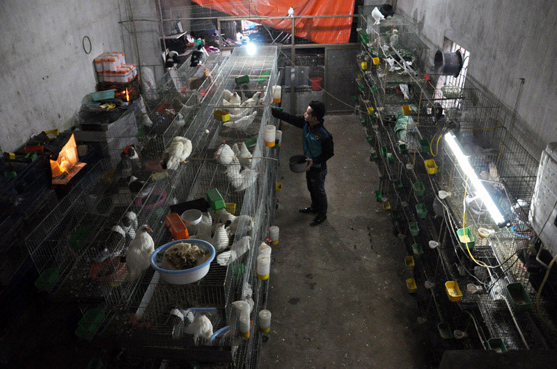 Trang trại của anh Nam mỗi tháng bán ra khoảng 90 cặp bồ câu các loại. Trong đó, chủ yếu là chim có giá tiền hạng trung từ 400.000 – 800.000 đồng/cặp, loại cao cấp có giá khoảng trên dưới 2 triệu đồng/cặp. Ảnh: Doanh nhân Việt Nam