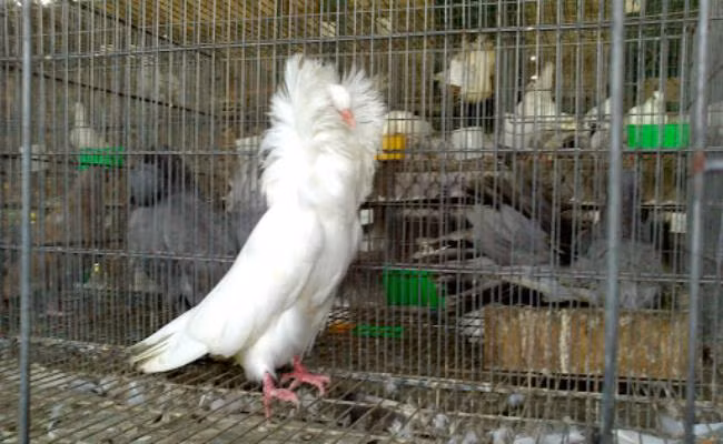 Loài bồ câu này nổi bật với những chiếc bờm ở cổ to và dày, giống hệt bờm sư tử. Ảnh: Dân Việt