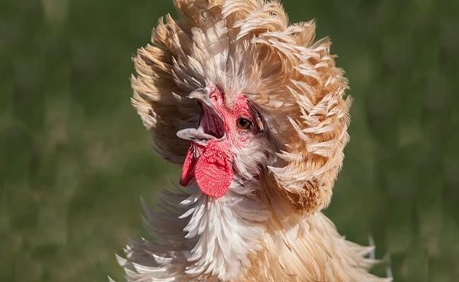 Gà sư tử Ba Lan hiện đang được nhiều trang trại rao bán với giá từ 1 - 4 triệu đồng (tùy trọng lượng và tuổi đời gà). Ảnh: VOV