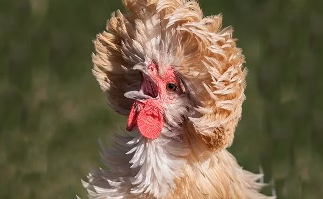 Gà sư tử Ba Lan hiện đang được nhiều trang trại rao bán với giá từ 1 - 4 triệu đồng (tùy trọng lượng và tuổi đời gà). Ảnh: VOV