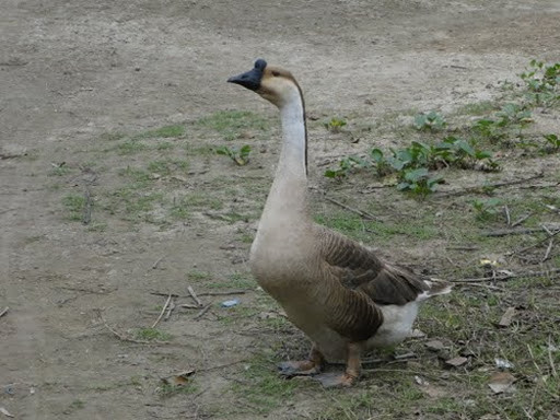 Loài ngỗng này có xuất xứ từ Bắc Trung Quốc và Xiberi. Ở Việt Nam, chúng được nuôi nhiều ở đồng bằng sông Hồng. Ảnh: Internet