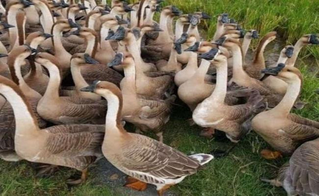 Trên thị trường, ngỗng sư tử giống có giá 100.000 – 110.000 đồng/con. Còn ngỗng sư tử thịt có giá dao động từ 200.000 – 450.000 đồng/kg. Sau khi xuất bán, nhiều hộ thu lãi vài chục đồng/vụ. Ảnh: Dân Việt