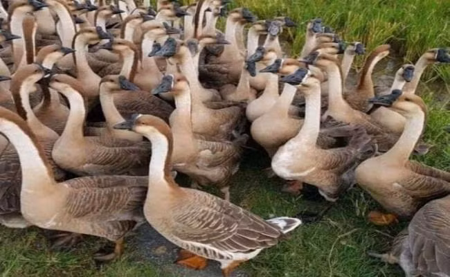 Trên thị trường, ngỗng sư tử giống có giá 100.000 – 110.000 đồng/con. Còn ngỗng sư tử thịt có giá dao động từ 200.000 – 450.000 đồng/kg. Sau khi xuất bán, nhiều hộ thu lãi vài chục đồng/vụ. Ảnh: Dân Việt