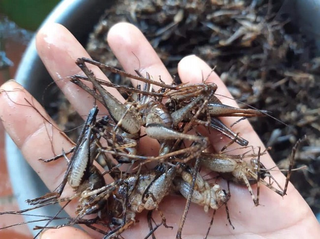 Tôm rừng Lạng Sơn có hình dáng khá giống con tôm nhưng có kích thước nhỏ, đôi chân như con cào cào. Ảnh: Dân Việt.