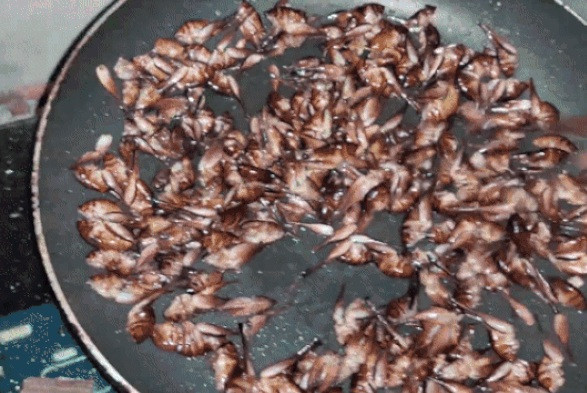 Tại các quán nhậu, mỗi kg tôm rừng có thể chế biến thành 4-5 đĩa, mỗi đĩa khoảng 200.000 đồng. Ảnh: Tiem Gold TV