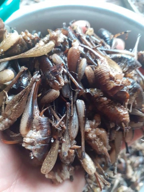 Theo người dân địa phương, tôm rừng có vào khoảng tháng 6, tháng 7. Ban đêm, loại côn trùng này bay ra tứ phía để kiếm ăn, ban ngày ở trong tổ. Ảnh: Dân Việt