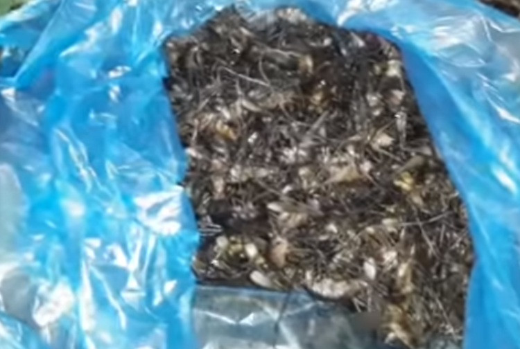 Do giá bán cao nên đến mùa, nhiều người đi rừng bắt tôm rừng bán kiếm thêm thu nhập.