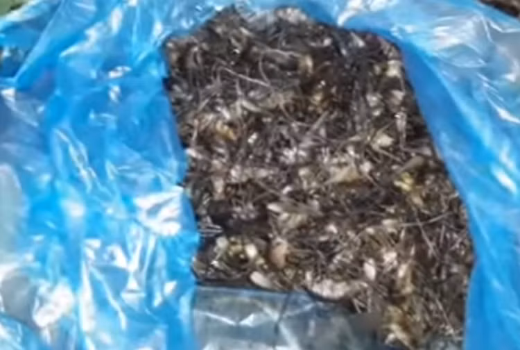 Do giá bán cao nên đến mùa, nhiều người đi rừng bắt tôm rừng bán kiếm thêm thu nhập.