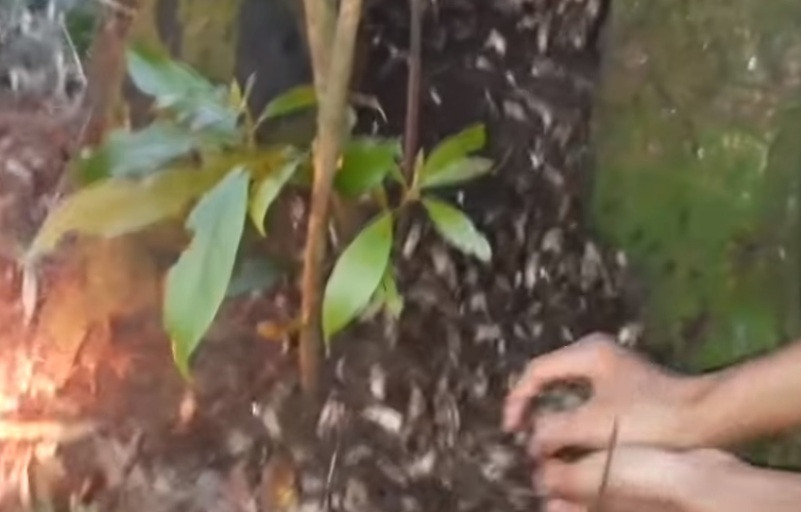 Tuy nhiên, loài tôm rừng rất khôn, biết có người đến gần là thi nhau chạy trốn. Người đi bắt phải có kinh nghiệm mới bắt được hết tổ. Ảnh: Youtube