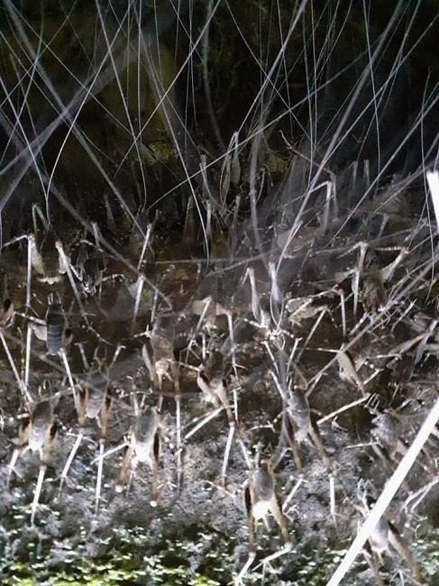 Khác với các loài tôm thông thường sống ở dưới nước, tôm rừng là loại côn trùng sống trên thân cây hoặc hang đá và chỉ có ở Lạng Sơn. Ảnh: Dân Việt.