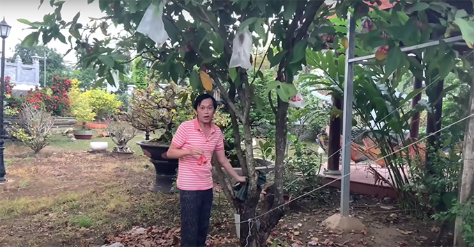 Ngoài hoa mai, khu vườn của Hoài Linh còn trồng các loại cây đậm chất Việt Nam như vả, bưởi, me, đu đủ…