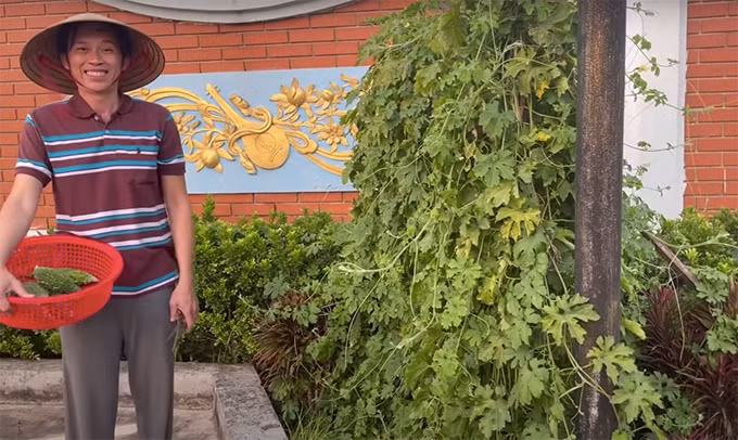 Chiều mùng 7 Tết, danh hài Hoài Linh thu hoạch mướp đắng trong vườn.