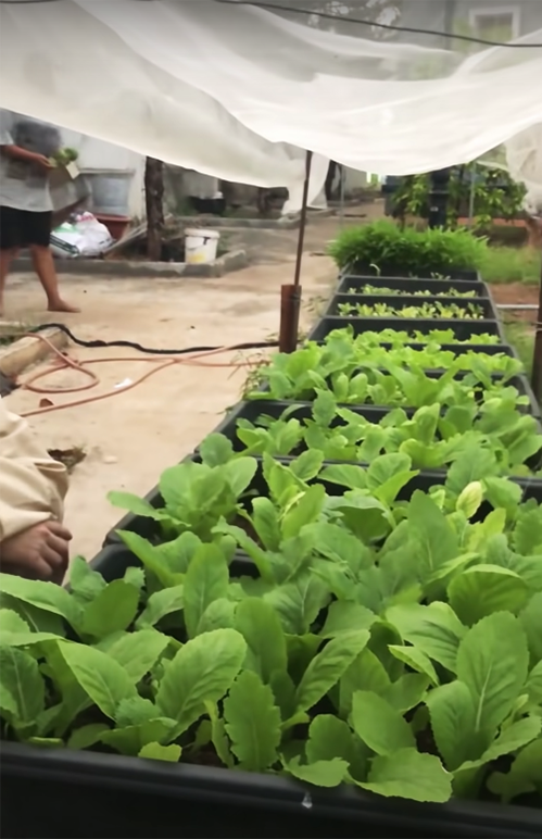 Nam nghệ sĩ còn trồng rau sạch trong thùng nhựa để phục vụ bữa ăn hàng ngày.