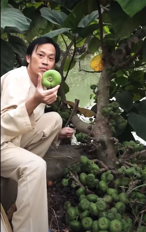 Hoài Lnh khoe trái vả to bằng nắm tay người lớn. Cây vả được trồng cạnh ao trong khuôn viên nhà thờ Tổ.