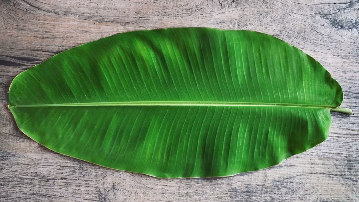 Tuy nhiên, theo lời một phóng viên đang làm việc tại Nhật Bản thì lá chuối rao bán trên trang Amazon có xuất xứ ở tỉnh Okinawa chứ không phải từ Việt Nam.