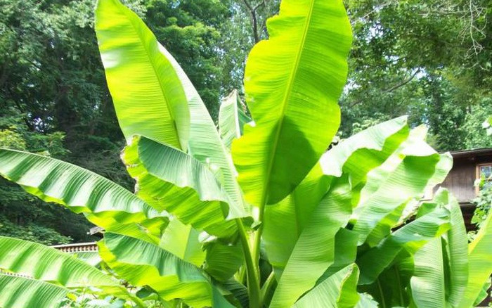 Ở nhiều làng quê Việt Nam, cây chuối được trồng nhiều trong vườn nhà. Nhiều gia đình chỉ thu hoạch quả còn lá chuối thì hầu hết bỏ đi hoặc tận dụng để gói bánh.