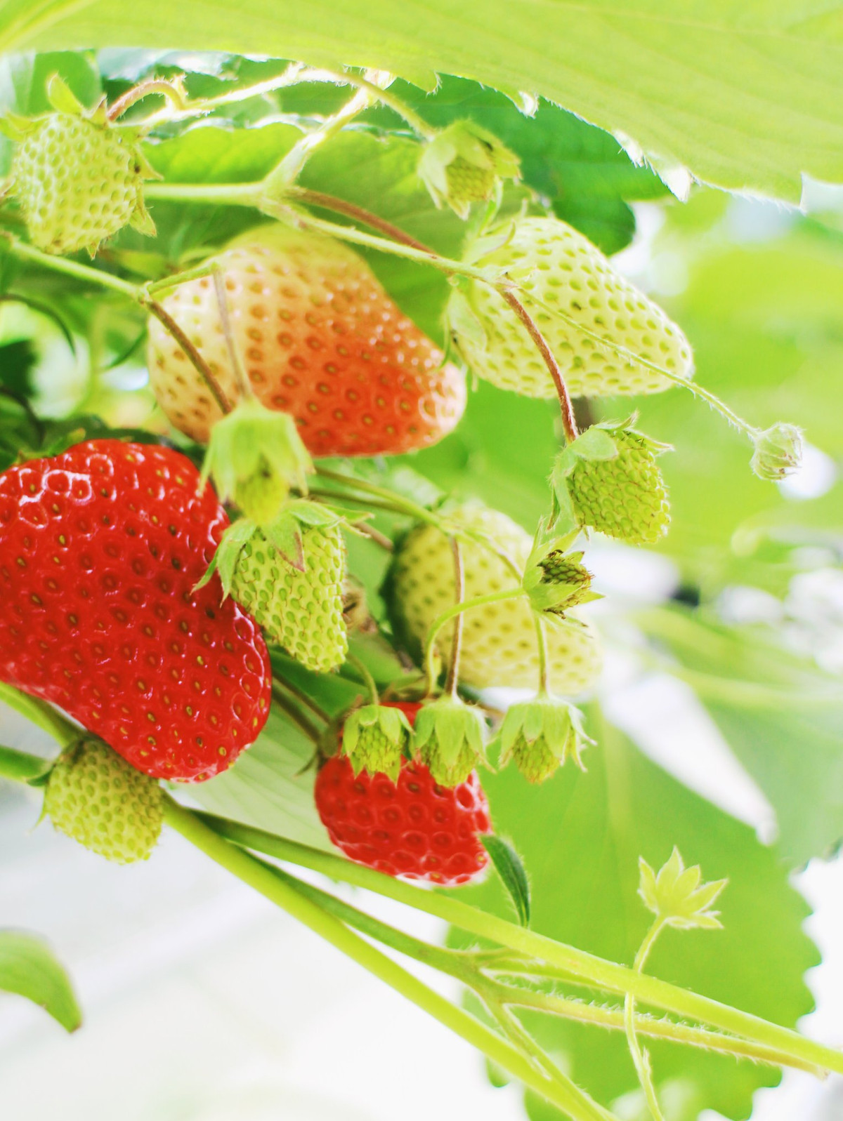 Dâu tây Migaki Ichigo hiện cung cấp cho thị trường Nhật Bản những trái dâu 4 mùa tươi ngon. Ảnh: Tohoku Tourism