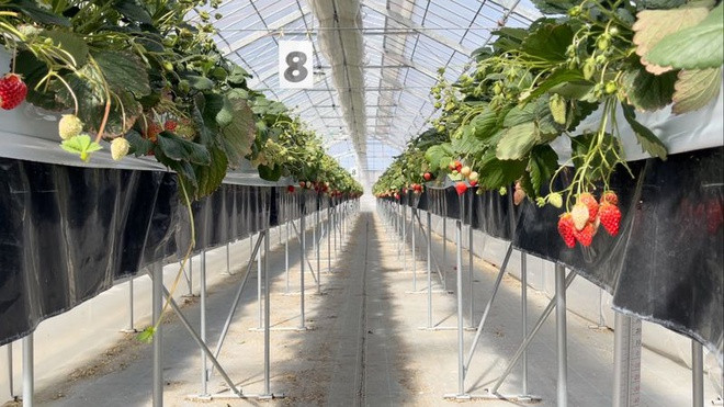 Sau thảm họa thiên nhiên nặng nề này, thị trấn Yamamoto đã khuyến khích các tập đoàn giúp tái thiết lại vùng đất nông nghiệp này. Trong đó có GRA Inc., một công ty khởi nghiệp trồng dâu tây ở địa phương thành lập 4 tháng sau thảm họa. Ảnh: Bloomberg.