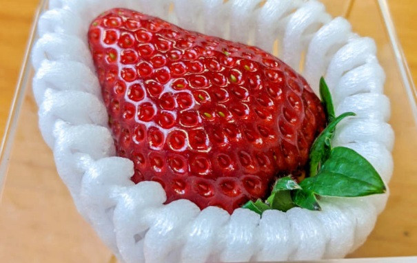  Trái dâu tây to tròn, căng bóng, đẹp mắt như "viên ngọc quý". Ảnh: Livejapan