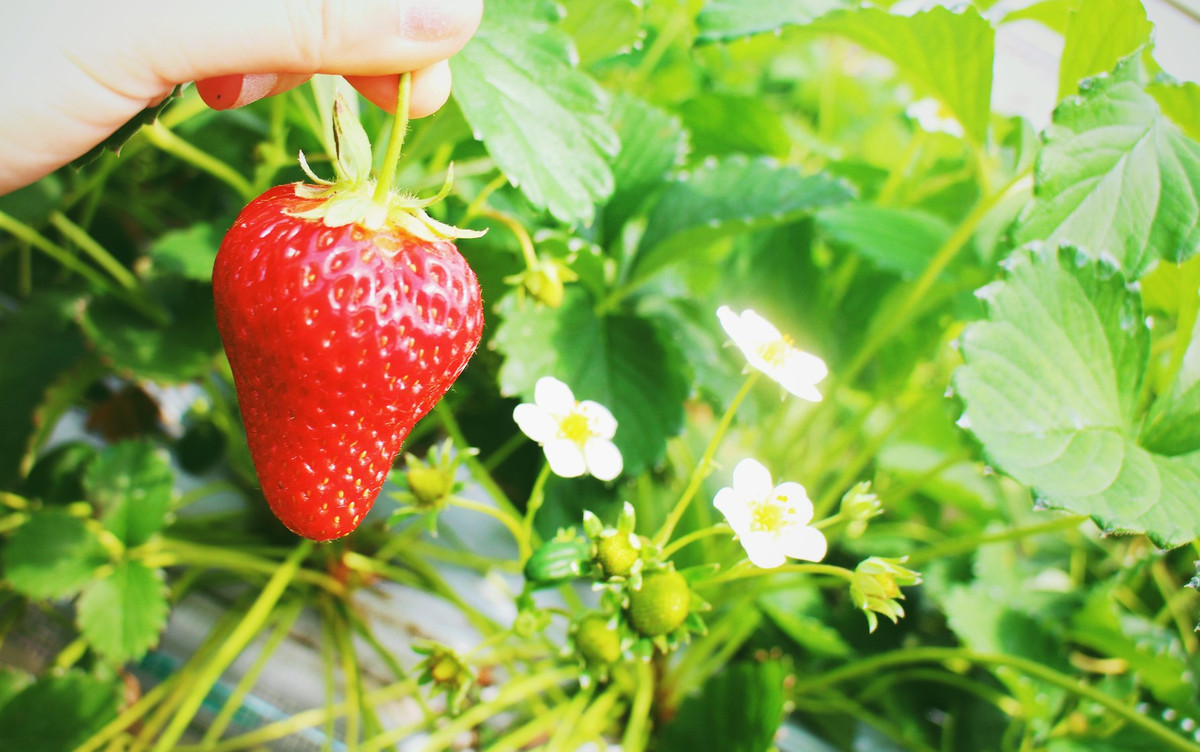 Ánh sáng, lượng nước cần tưới, nhiệt độ nông trại đều được phân tích và đưa ra con số áp dụng phù hợp nhất. Ảnh: Tohoku Tourism