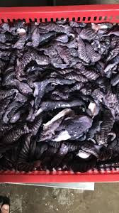 Da mực mai ít người ăn, chỉ chừng vài chục nghìn đồng/kg. Các quán nhậu thường mua về chế biến để khách hàng lai rai, giá lại rẻ. Ảnh: Facebook