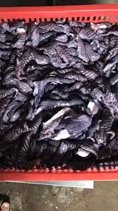 Da mực mai ít người ăn, chỉ chừng vài chục nghìn đồng/kg. Các quán nhậu thường mua về chế biến để khách hàng lai rai, giá lại rẻ. Ảnh: Facebook