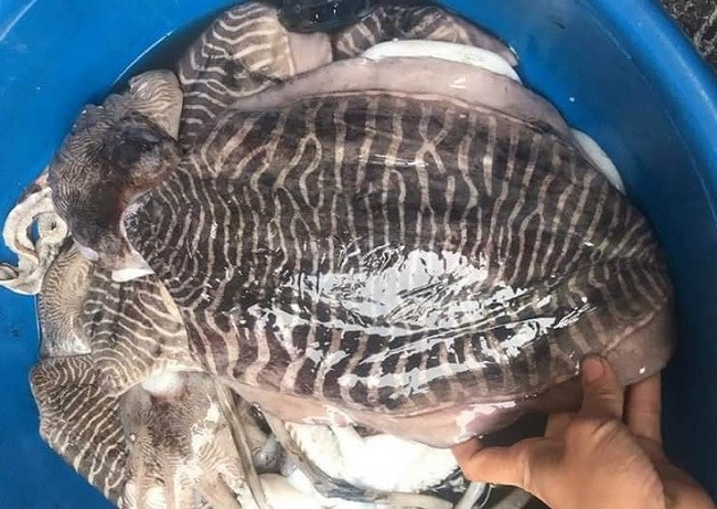 Thông thường, món ăn này chỉ xuất hiện trong thực đơn của các nhà hàng, ít xuất hiện tại các cửa hàng hải sản. Ảnh: Dân Việt