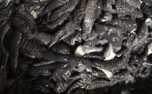 Một người sống tại Vân Đồn (Quảng Ninh) tiết lộ, các nhà hàng hay cơ sở sản xuất chả mực họ thường phải lột bỏ da mực mai đi để lấy phần thịt trắng vì da mực mai có màu đen, không được đẹp mắt. Ảnh: Facebook