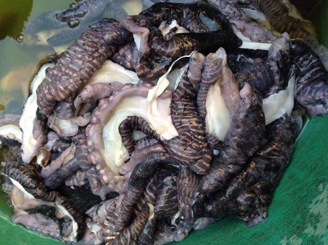 Chia sẻ trên Dân Việt, chủ một cửa hàng bán đặc sản 3 miền ở Hà Nội cho biết, loại nấm lạ này thực chất là diềm của con mực mai chứ không phải cây nấm thực vật mọc ở dưới biển. Ảnh: Dân Việt