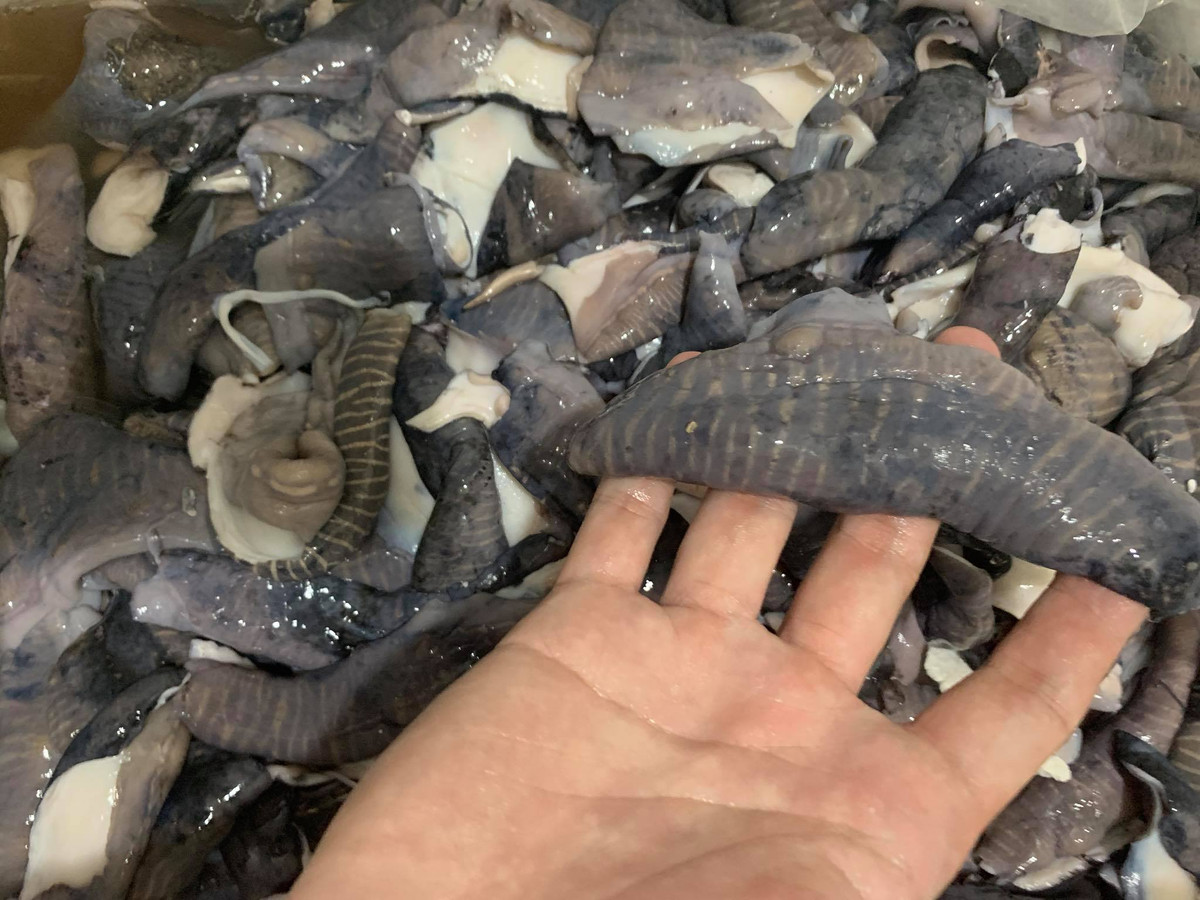 Nấm biển có lớp da vằn bên ngoài màu nâu đen, phần thịt bên trong màu trắng, khi nhập về đã được sơ chế sạch. Ảnh: Facebook