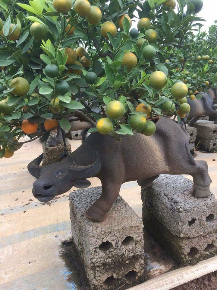 Quất được nhà vườn tạo nhiều dáng thế khác nhau. Những cây bình dân có giá dao động khoảng vài trăm nghìn. Cây quất to đẹp giá có thể lên tới vài triệu hoặc vài chục triệu.