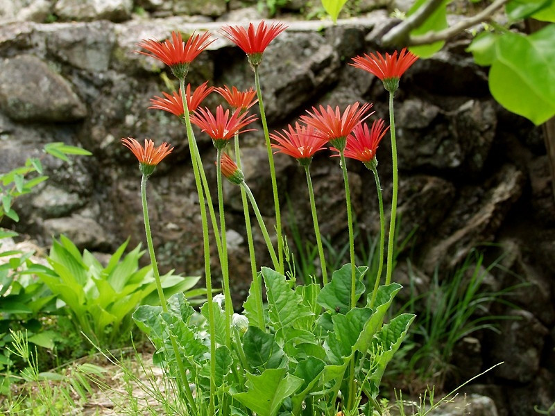 Có thể đặt một chậu hoa đồng tiền màu đỏ trước cửa nhà, trong phòng khách hoặc cắm chúng vào lọ để trang trí trên bàn.