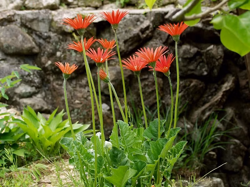 Có thể đặt một chậu hoa đồng tiền màu đỏ trước cửa nhà, trong phòng khách hoặc cắm chúng vào lọ để trang trí trên bàn.