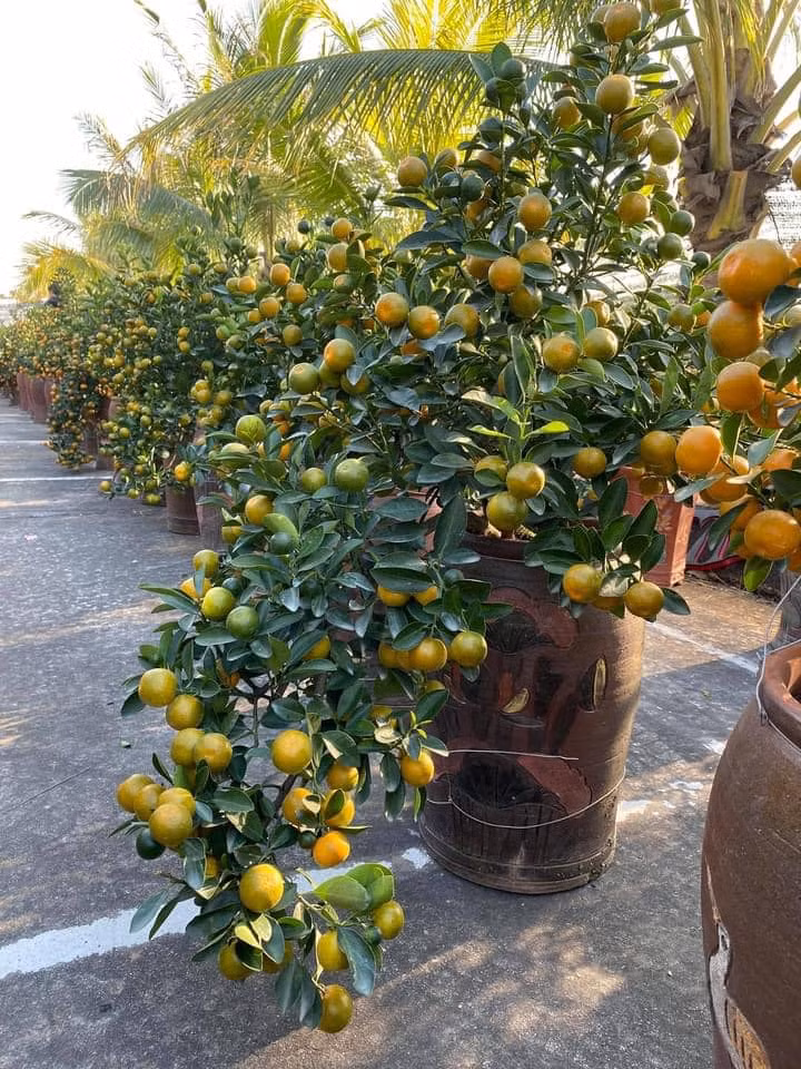 Thú chơi cây cảnh chơi Tết người Việt ưa chuộng từ nhiều đời nay Thu choi cay canh choi Tet nguoi Viet ua chuong tu nhieu doi nay