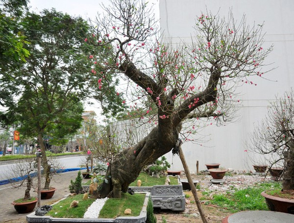 Giá của một cây hoa đào có thế đẹp, to và nhiều lộc thì cũng dao động từ vài triệu đổ lên. Những cây nhỏ hay cành đào thì giá rẻ hơn.