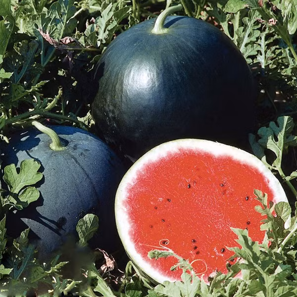 Giống dưa này có giá đắt bởi mỗi mùa vụ chỉ thu hoạch được gần 100 quả tại thành phố Hokkaido. Ảnh: Bokksu