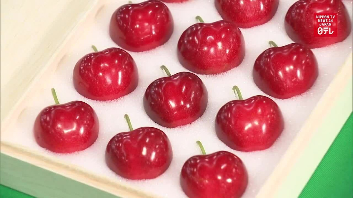Mỗi quả cherry giống Aomori Heartbeat có chiều ngang tới 3,1 cm, to hơn nhiều so với các loại khác được bán trên thị trường. Màu sắc bóng bẩy, đỏ mọng. Mùi vị ngọt đậm, không loại cherry nào sánh bằng. Ảnh: Mainichi.