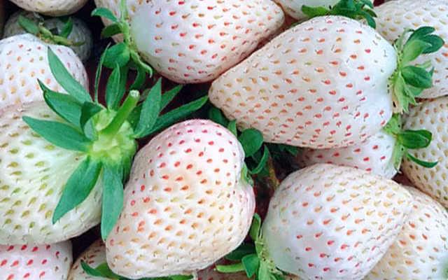 Người Nhật đã phát minh ra hơn 300 loại dâu tây thông qua quá trình lai tạo. Trong số 50 loại dâu đang có mặt trên thị trường, giống Shirou Houseki hay dâu tây Bạch Tuyết có giá tới 10 USD/quả. Ảnh: Printest