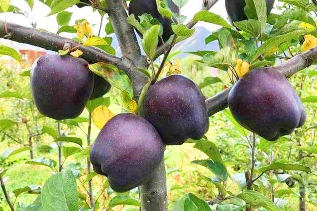 Thoạt nhìn, những quả táo kim cương đen không khác nhiều so với hình dáng của táo thông thường. Chỉ có điều, khi chín, thay vì có màu đỏ thì táo lại chuyển sang màu tím đen.