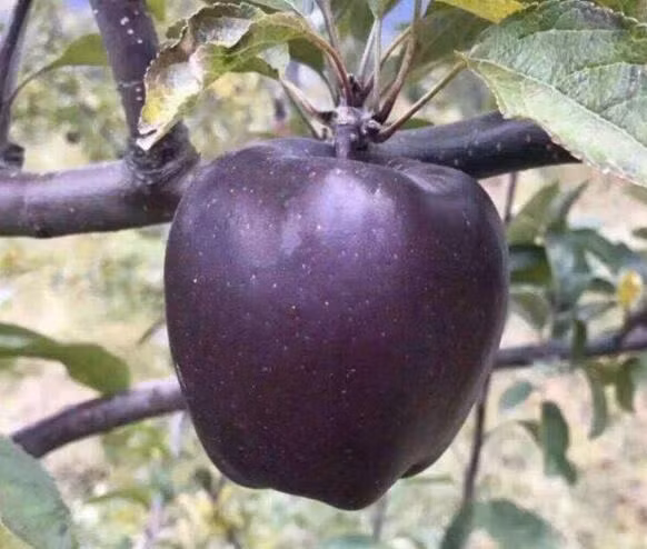 Đặc biệt, thịt táo còn có độ giòn rất đặc trưng, để lâu cũng không bị mềm nhũn. Nguồn ảnh: Getty, Today