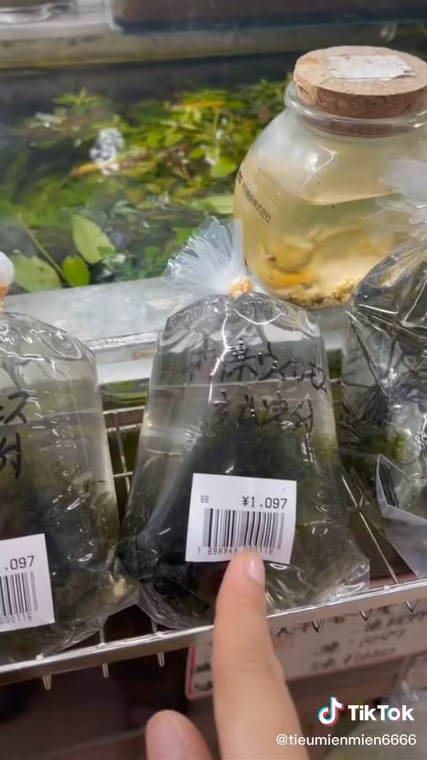 Thậm chí, một cục rêu cũng được đóng gói bán với giá tương tự. Ảnh: Tiktok.