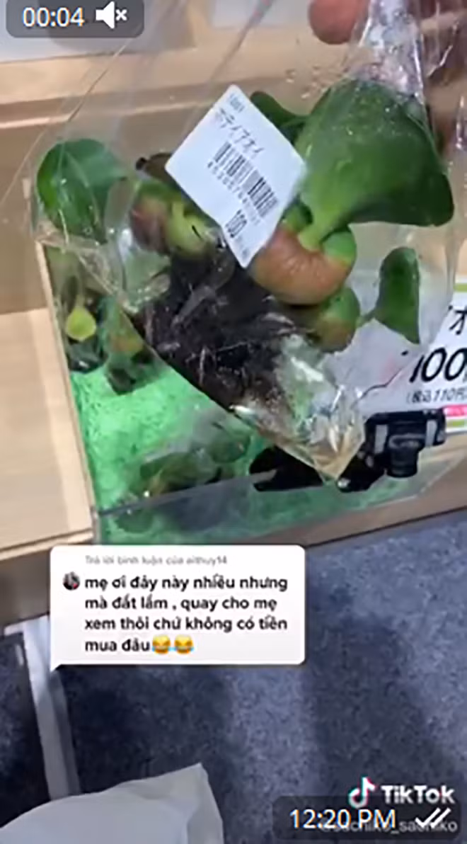 Ở Việt Nam, bèo tây hay bèo cái mọc đầy ao hồ. Hầu hết người dân các cùng vùng quê vớt về cho lợn, gà và vịt ăn. Thế nhưng ở Nhật Bản, bèo được đóng túi bán với giá khoảng 21.000 đồng/cây nhỏ xíu. Ảnh: Tiktok.