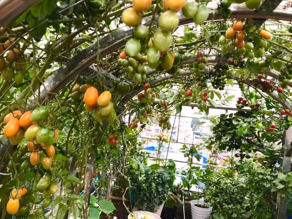 Chị Hương tiết lộ: "Năm ngoái mình chỉ trồng 2 cây cà chua bi vào 2 chiếc thùng xốp nhỏ, kích thước 40×30cm, cao tầm 45cm thôi nhưng cây sai quả khủng khiếp. Nếu ai có chậu càng to thì càng tốt, vì giống cà chua bi này rất khỏe, tạo tán rộng".