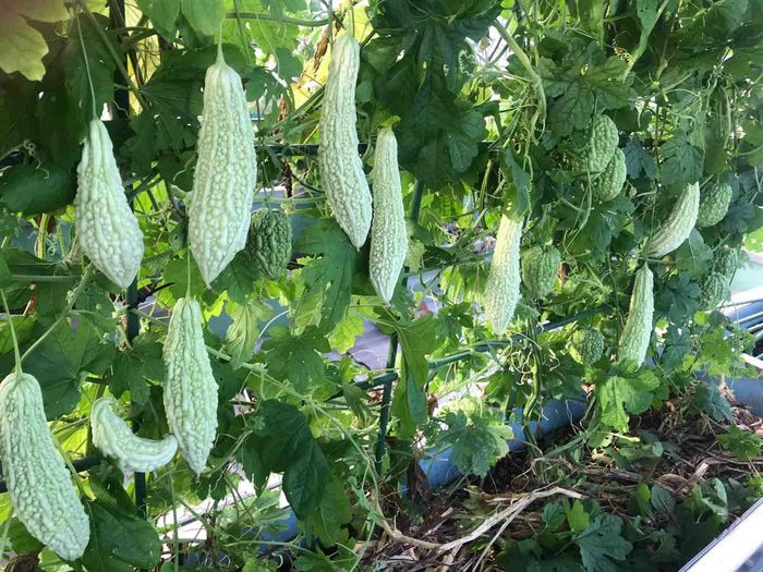 Ngoài cà chua, mẹ đảm Hà thành còn tranh thủ trồng nhiều loại rau, củ, quả khác như: mướp đắng, súp lơ, xà lách, dưa...