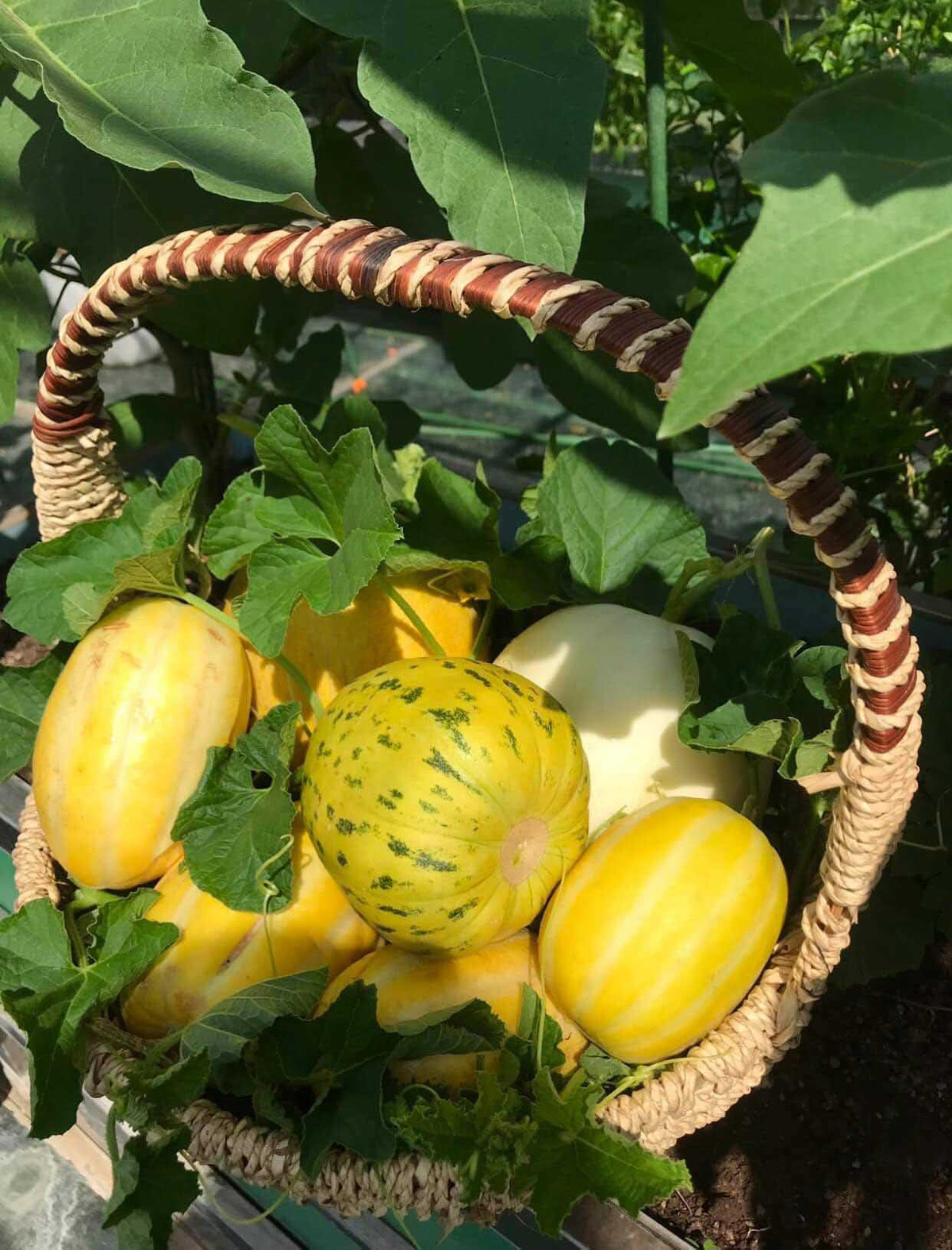 Các loại dưa quả to được chị Hương thu hoạch trong vườn nhà. Nguồn ảnh: Trịnh Hương
