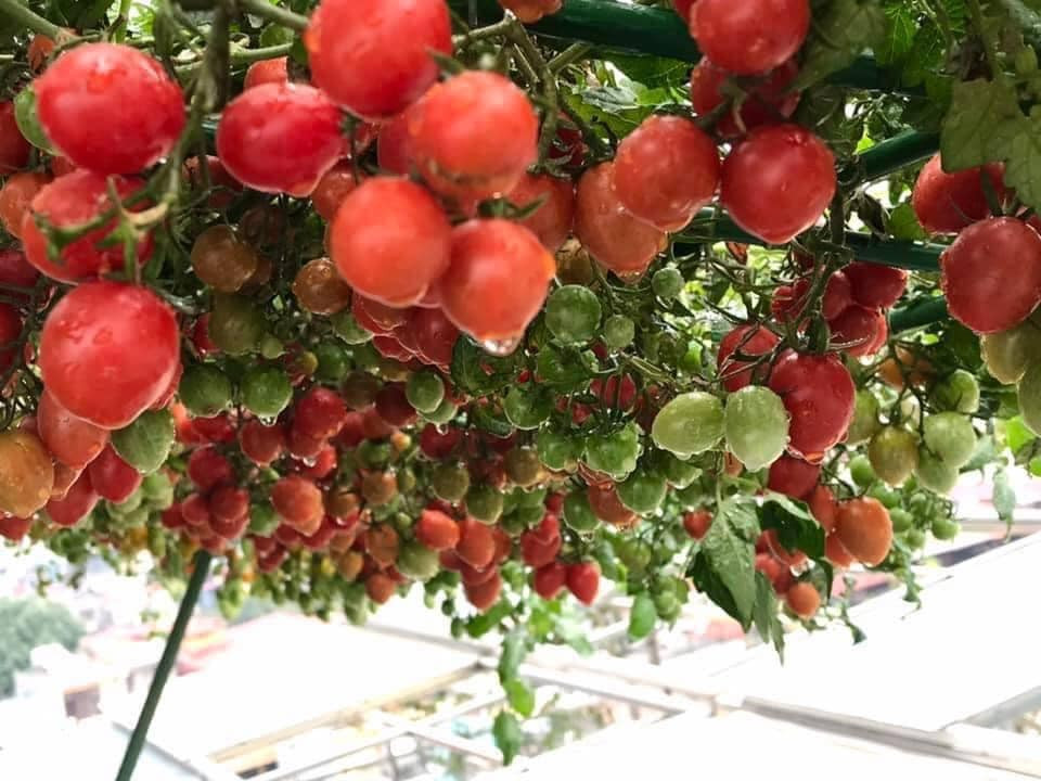 Kinh nghiệm giúp cà chua sai quả của chị Hương là chọn đất sạch, đủ chất dinh dưỡng, trước khi trồng cần ủ đất trước; trồng ở nơi có ánh sáng đầy đủ; giai đoạn cây con thì nên bón trùn quế, phân bò hoặc phân rác...