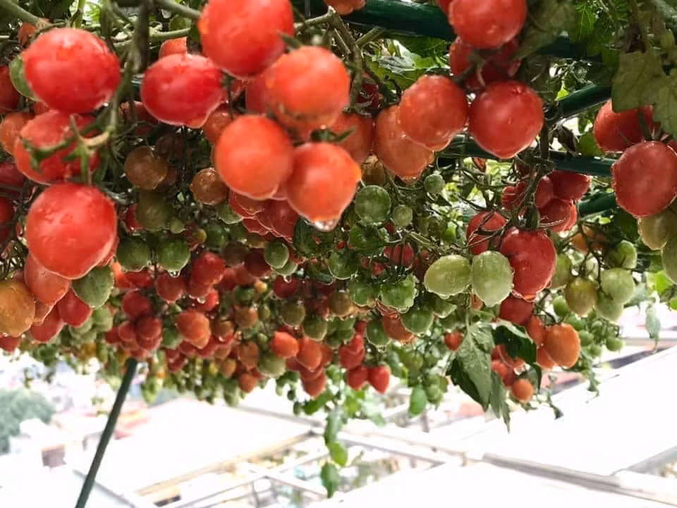 Kinh nghiệm giúp cà chua sai quả của chị Hương là chọn đất sạch, đủ chất dinh dưỡng, trước khi trồng cần ủ đất trước; trồng ở nơi có ánh sáng đầy đủ; giai đoạn cây con thì nên bón trùn quế, phân bò hoặc phân rác...