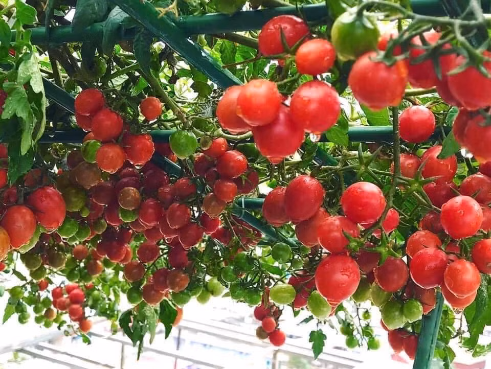 Kinh nghiệm giúp cà chua sai quả của chị Hương là chọn đất sạch, đủ chất dinh dưỡng, trước khi trồng cần ủ đất trước; trồng ở nơi có ánh sáng đầy đủ; giai đoạn cây con thì nên bón trùn quế, phân bò hoặc phân rác...