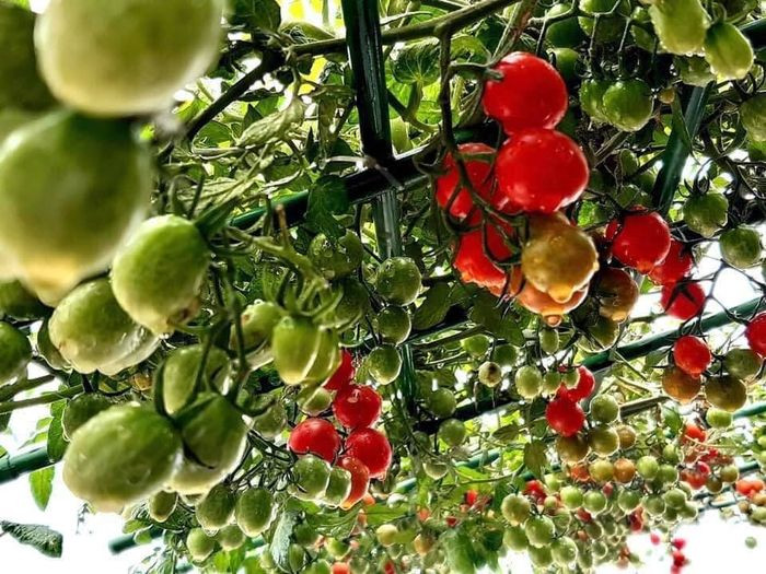 Giống cà chua chị Hương trồng là cà chua bạch tuộc, một giống leo giàn của Nga, rất sai quả.